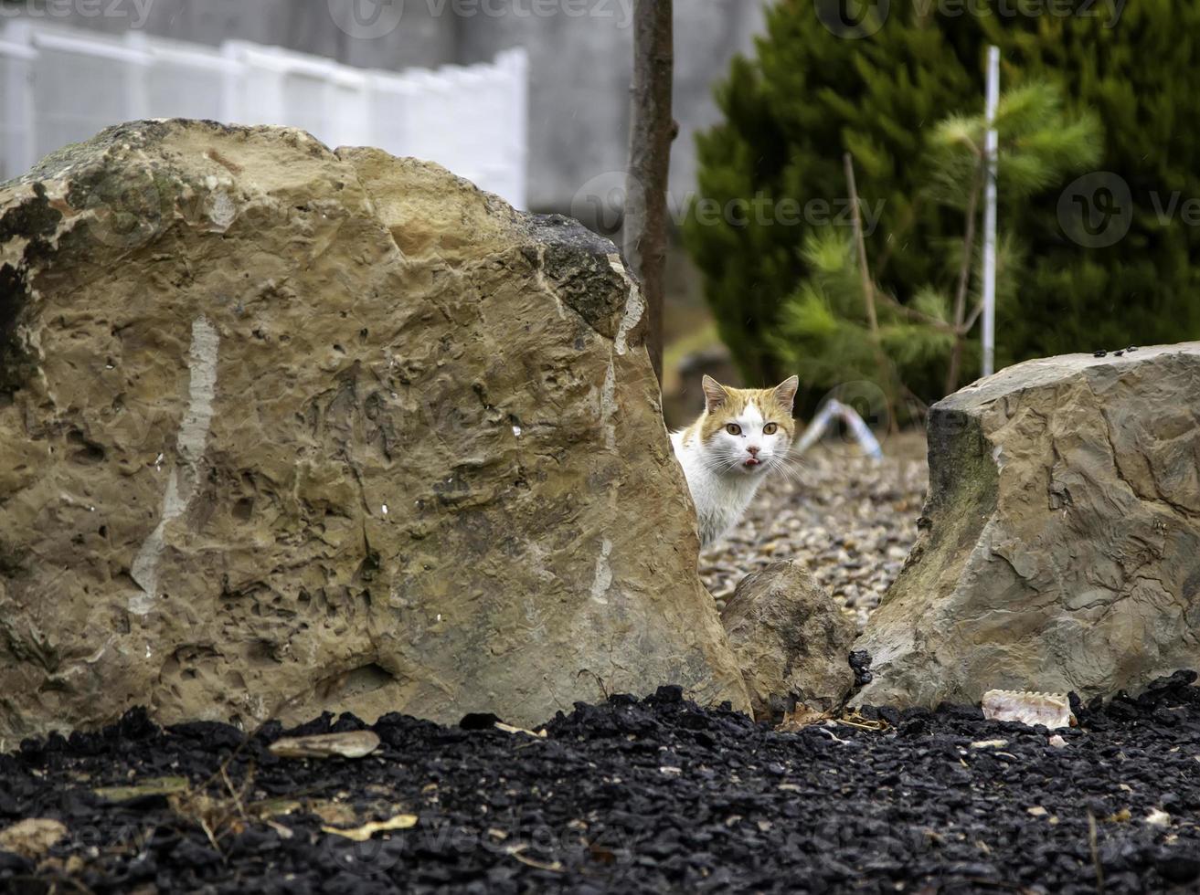 gatti di strada abbandonati foto