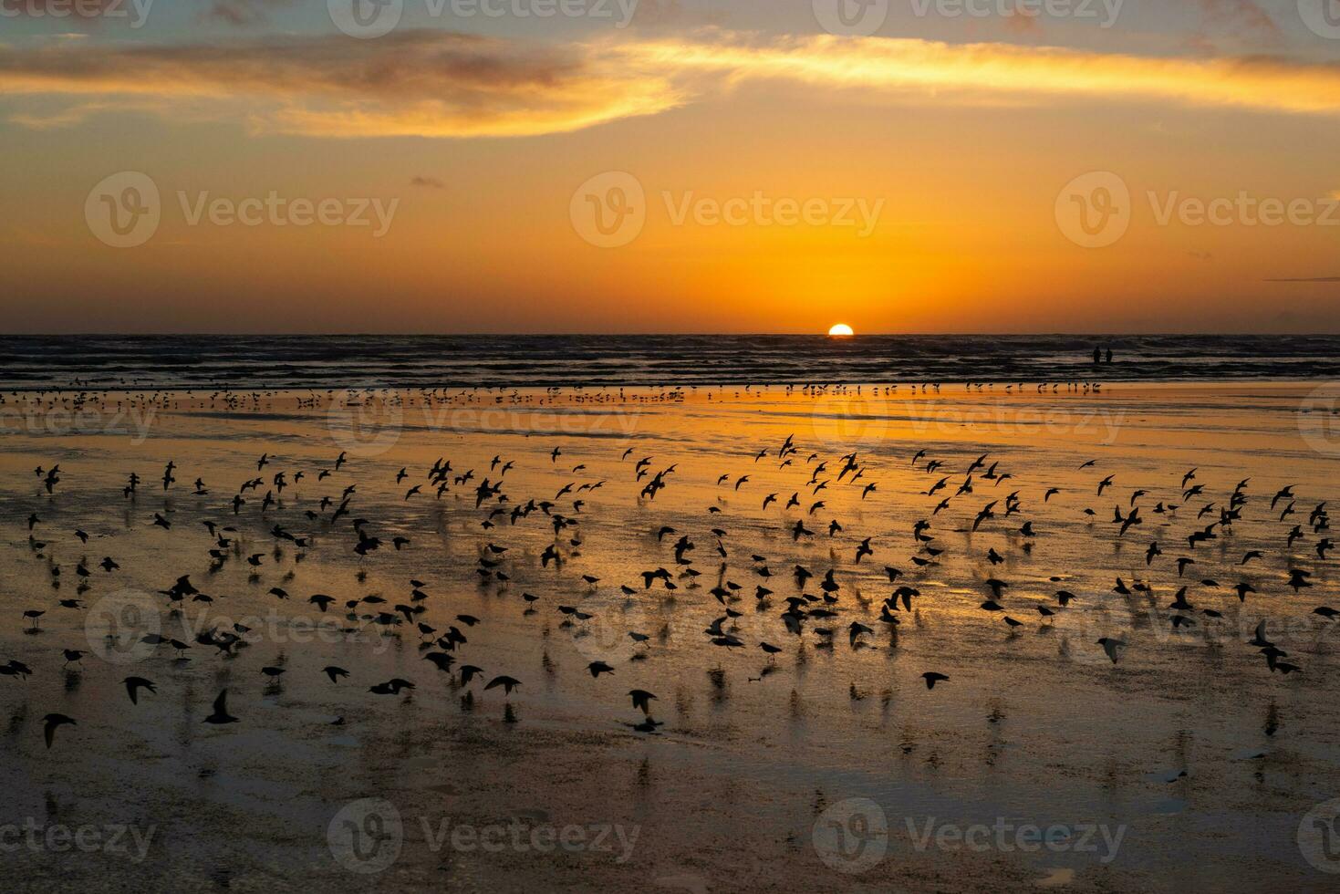 Pacifico spiaggia stato parco foto