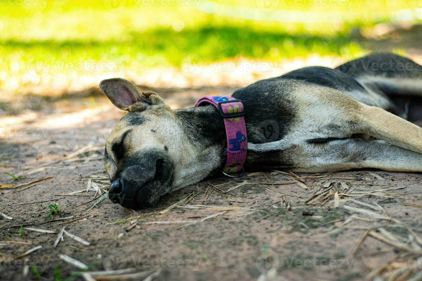 nero Marrone cane dormire.naturale verde sfondo suolo foto