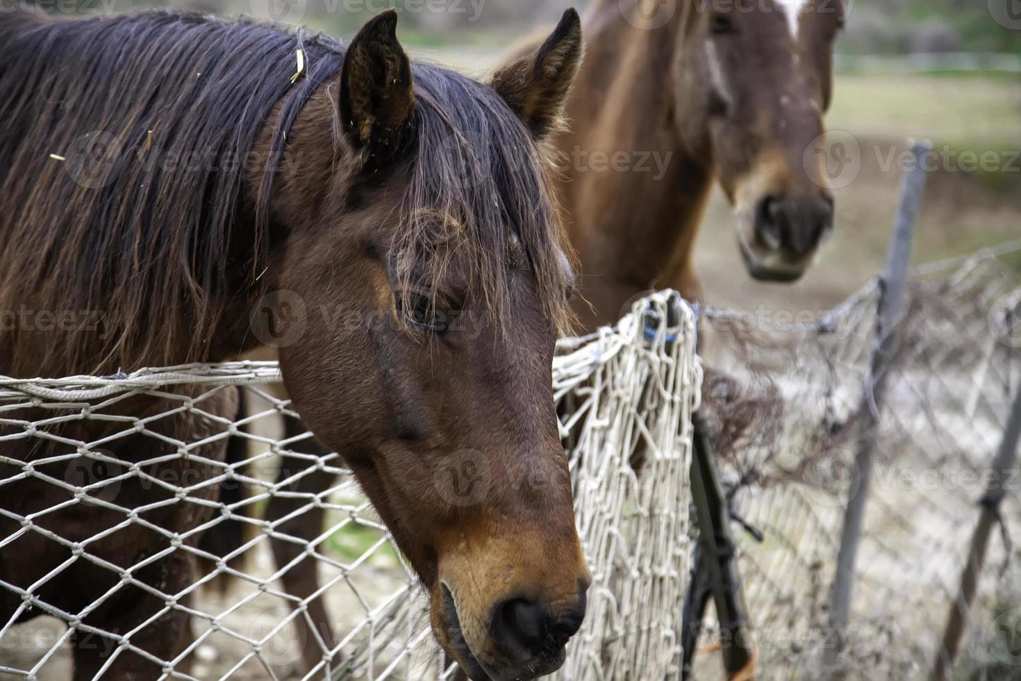 cavallo nella stalla foto