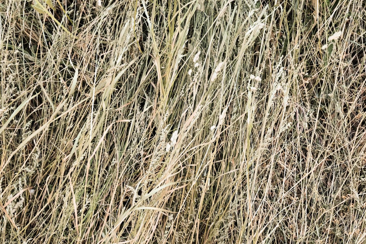 fondo di struttura della balla di fieno foto