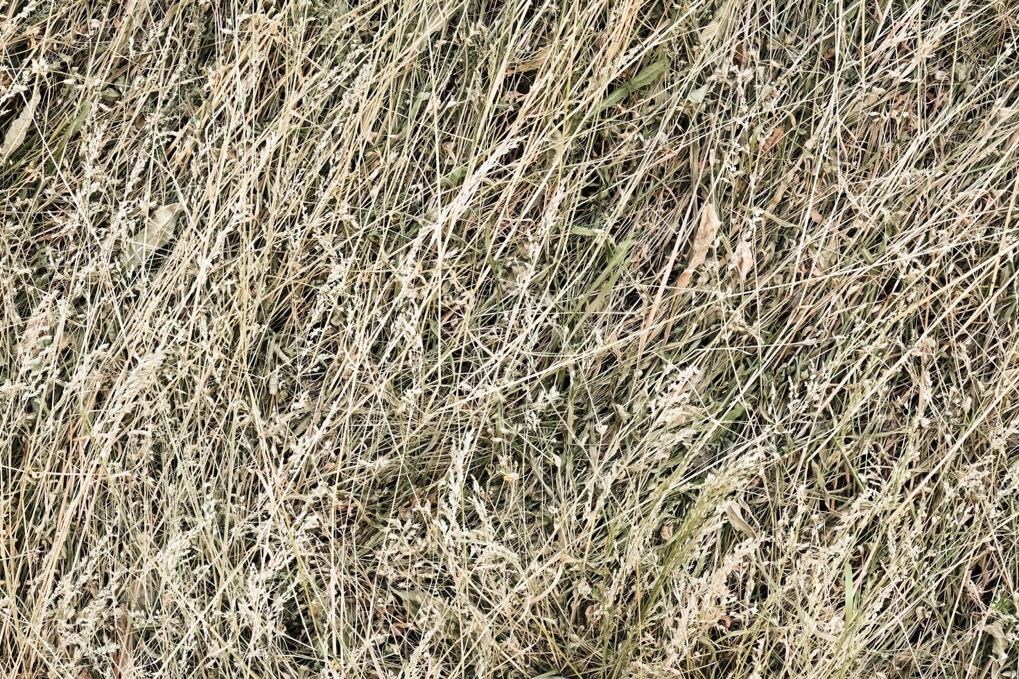 fondo di struttura della balla di fieno foto