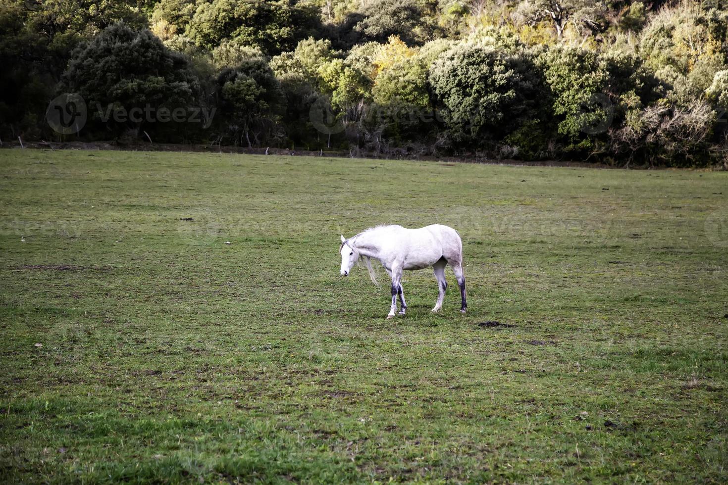 campo di cavalli selvaggi foto