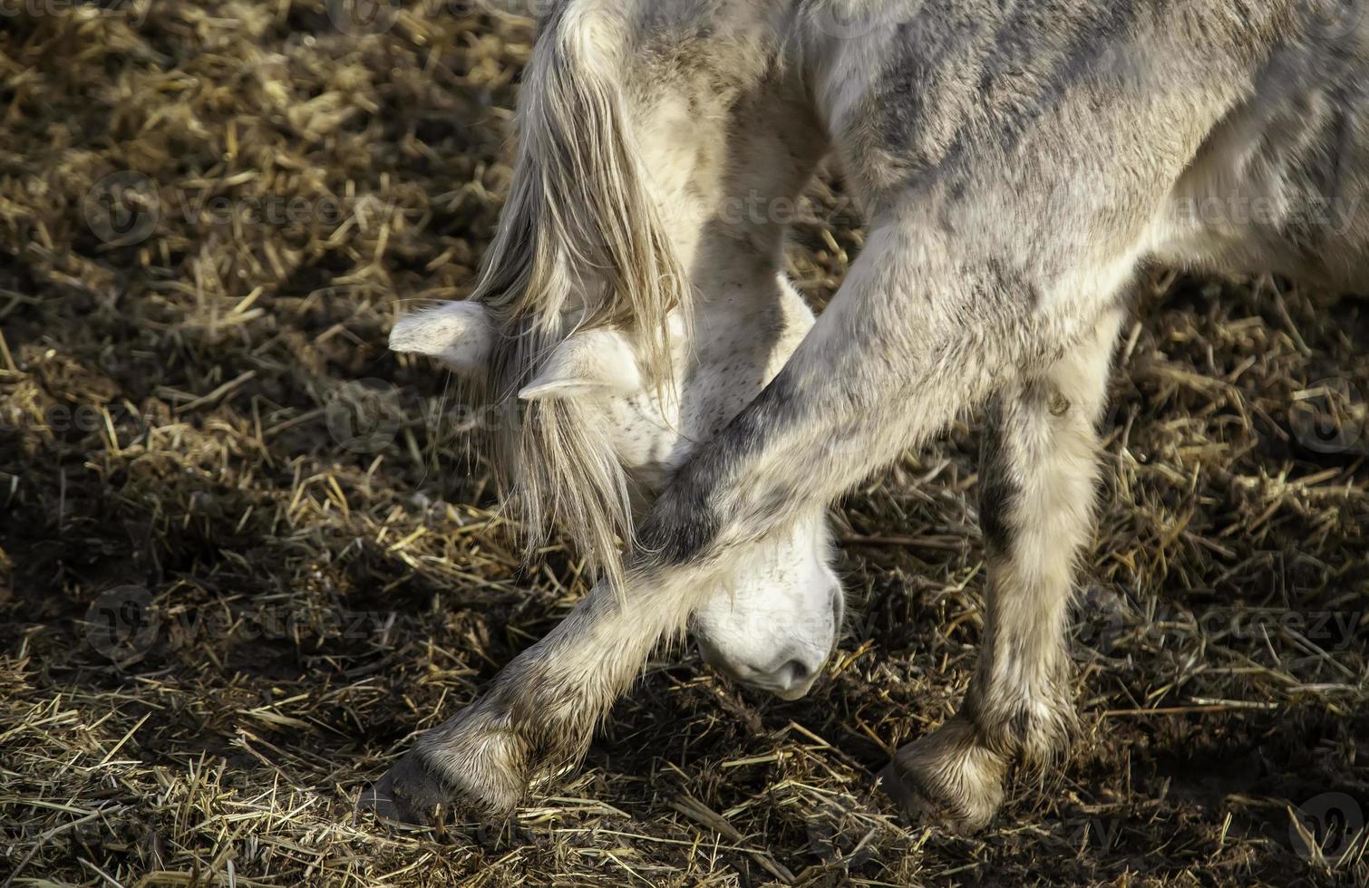 cavallo nella stalla foto