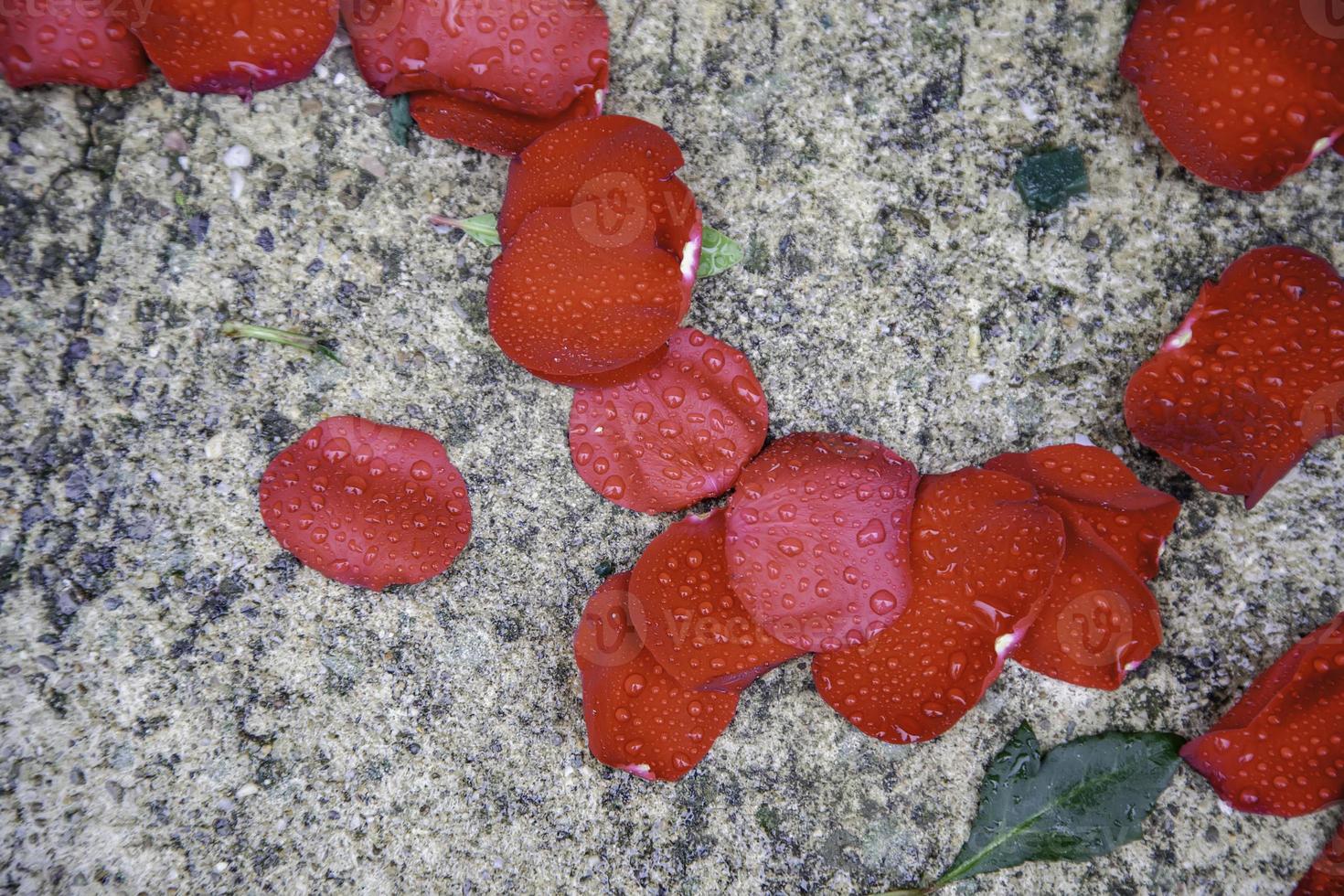 petali rosa bagnati foto