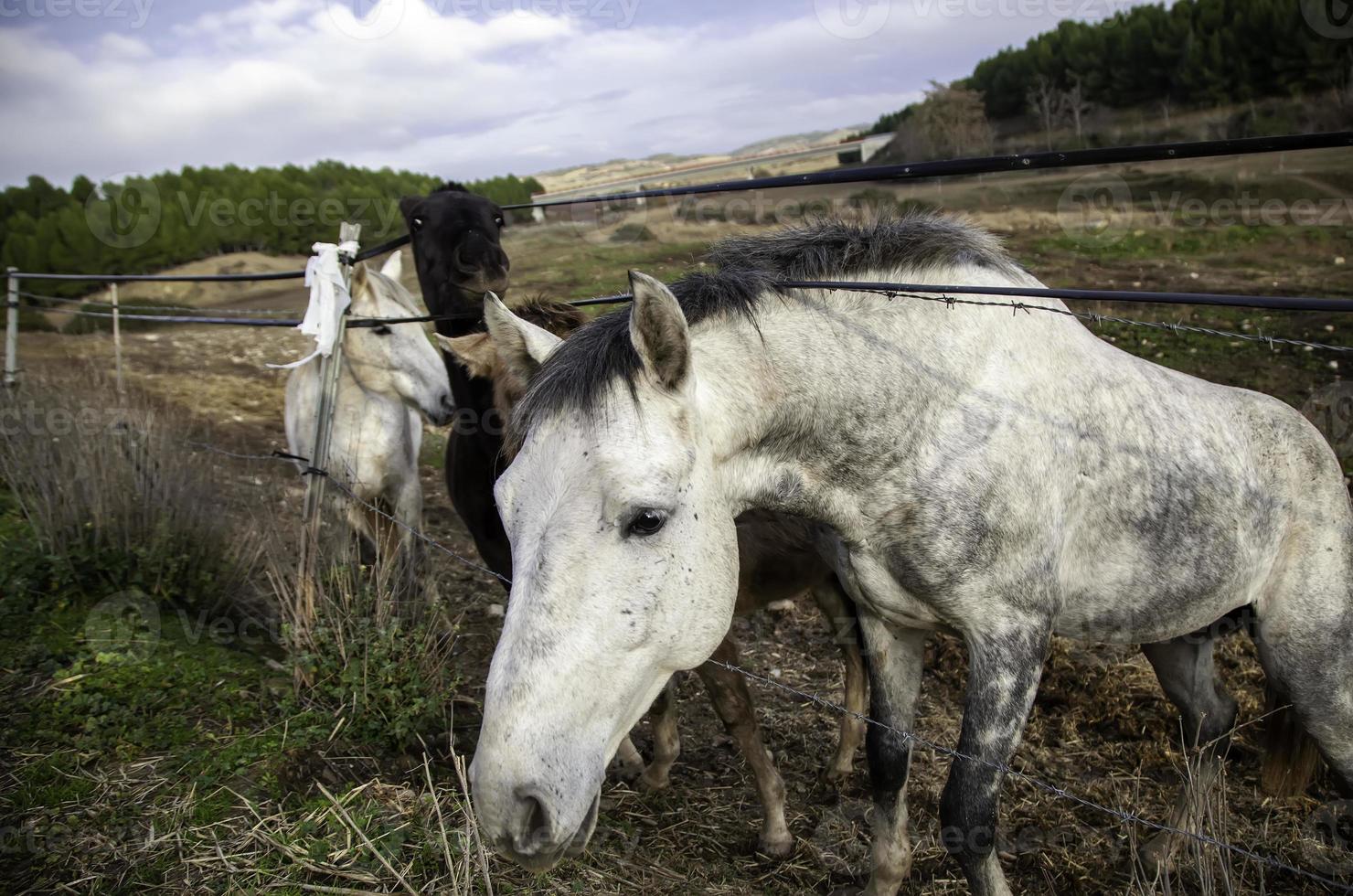 cavallo nella stalla foto