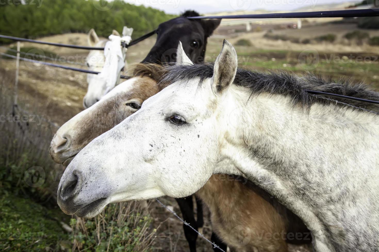 cavallo nella stalla foto