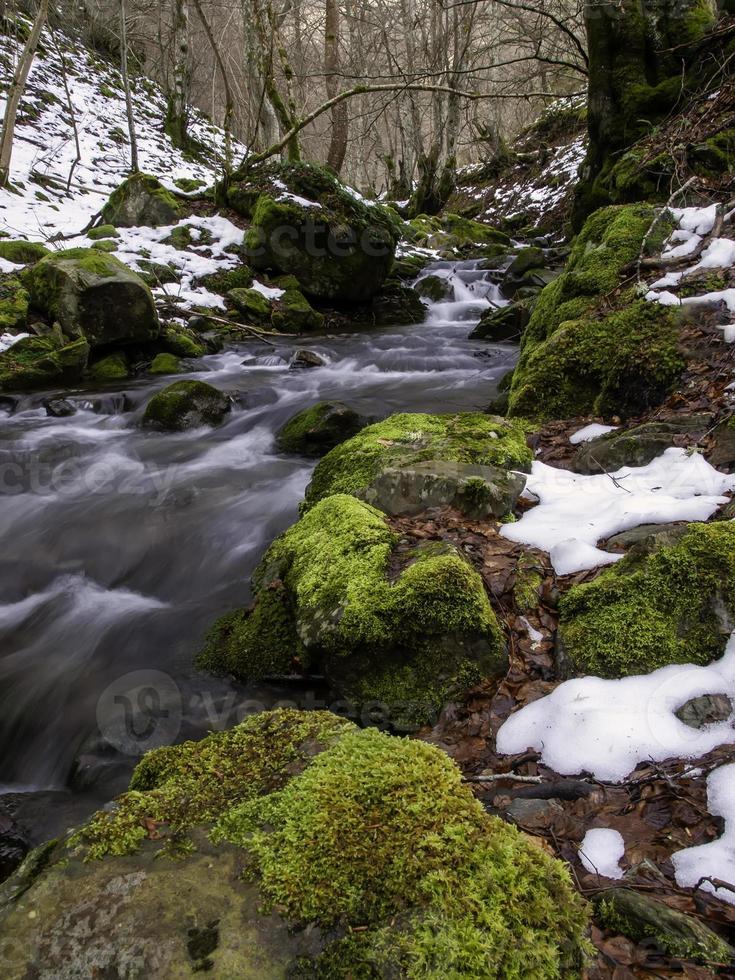 fiume nella foresta ghiacciata foto