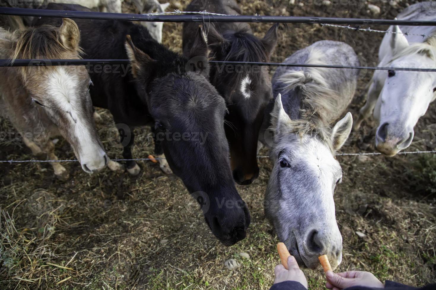 cavallo nella stalla foto