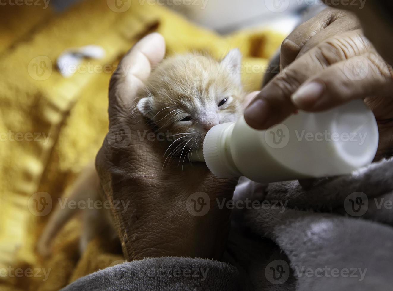 cucciolo di gatto abbandonato latte foto