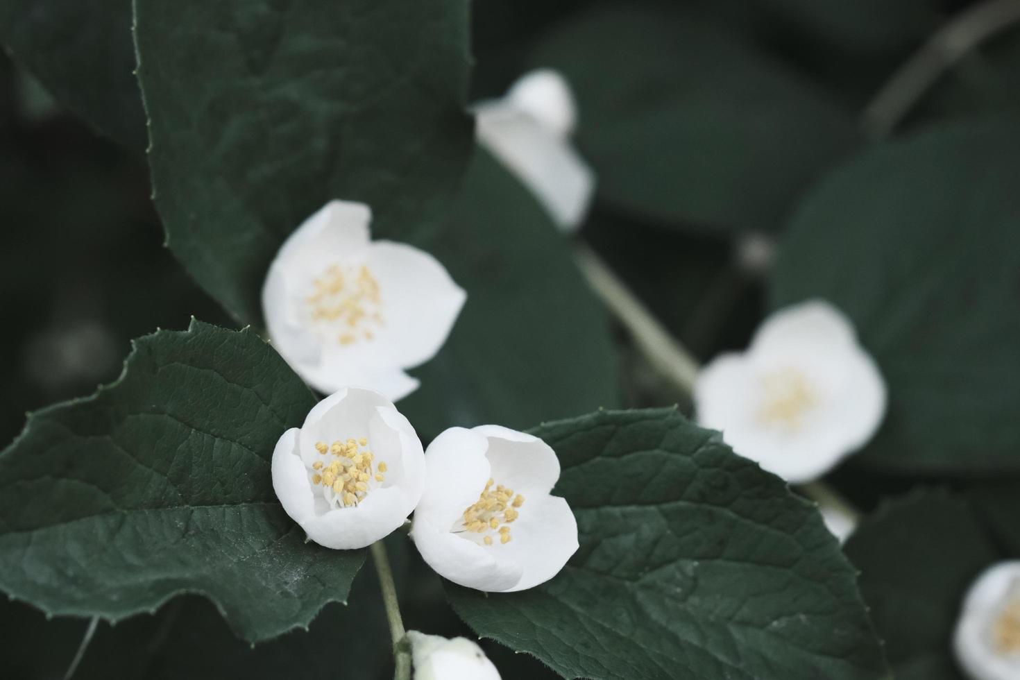 bellissimi fiori di philadelphus bianchi con foglie verdi foto