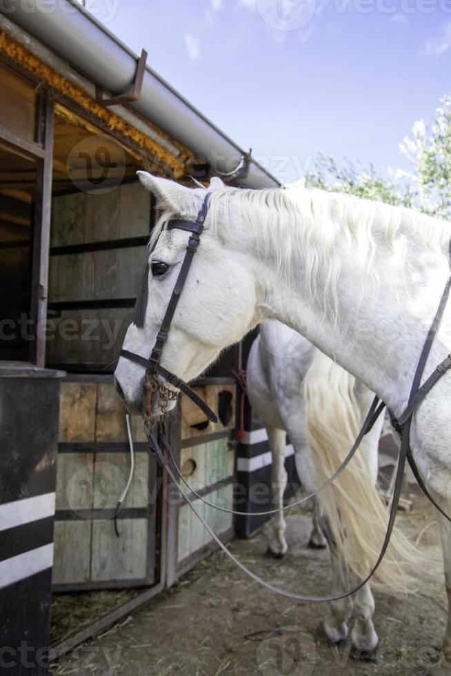 cavallo nella stalla foto