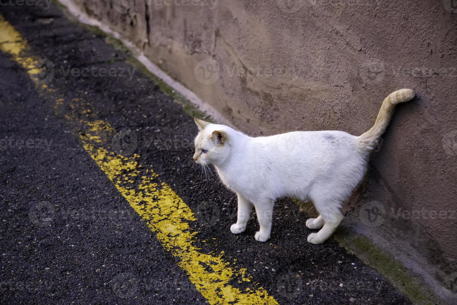 gatti di strada abbandonati foto