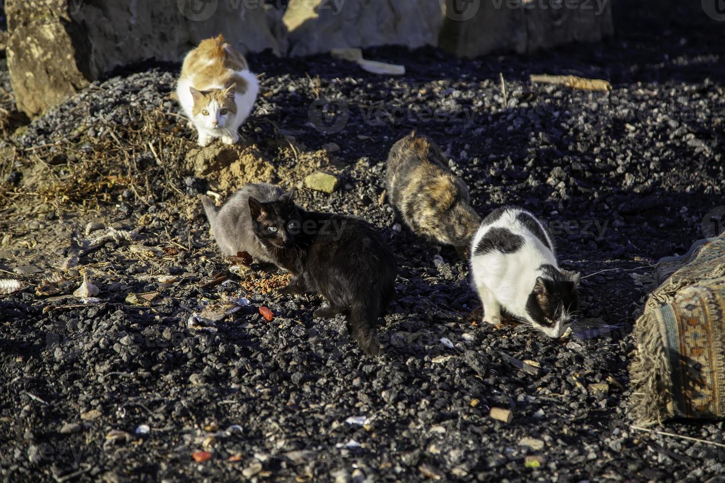 gatti di strada abbandonati foto