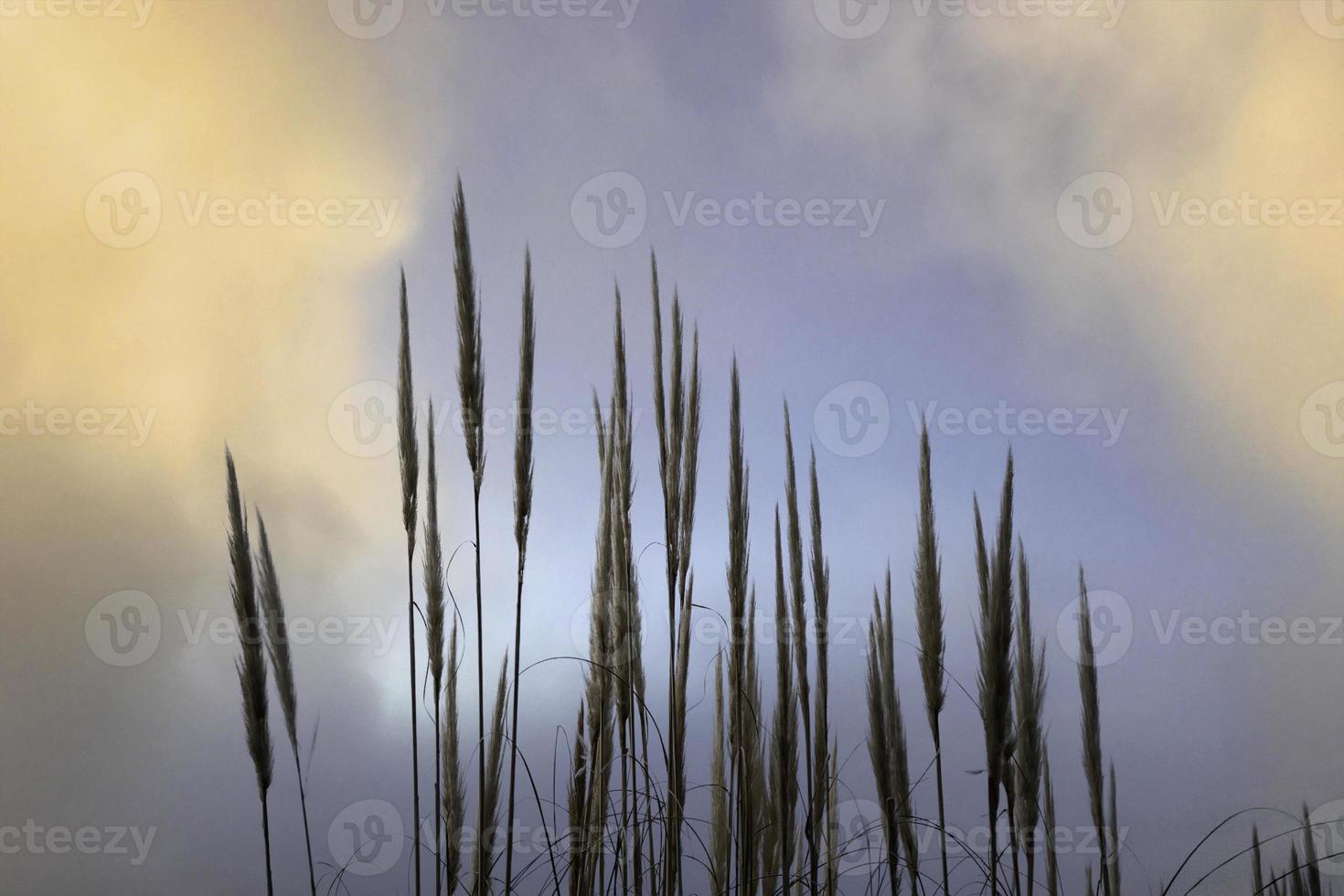 fiore di piante di canna foto