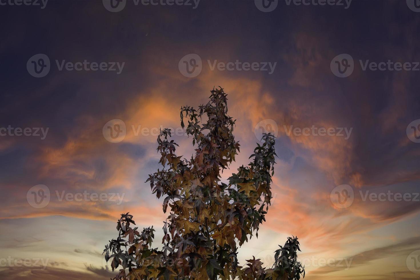 albero autunnale con cielo foto