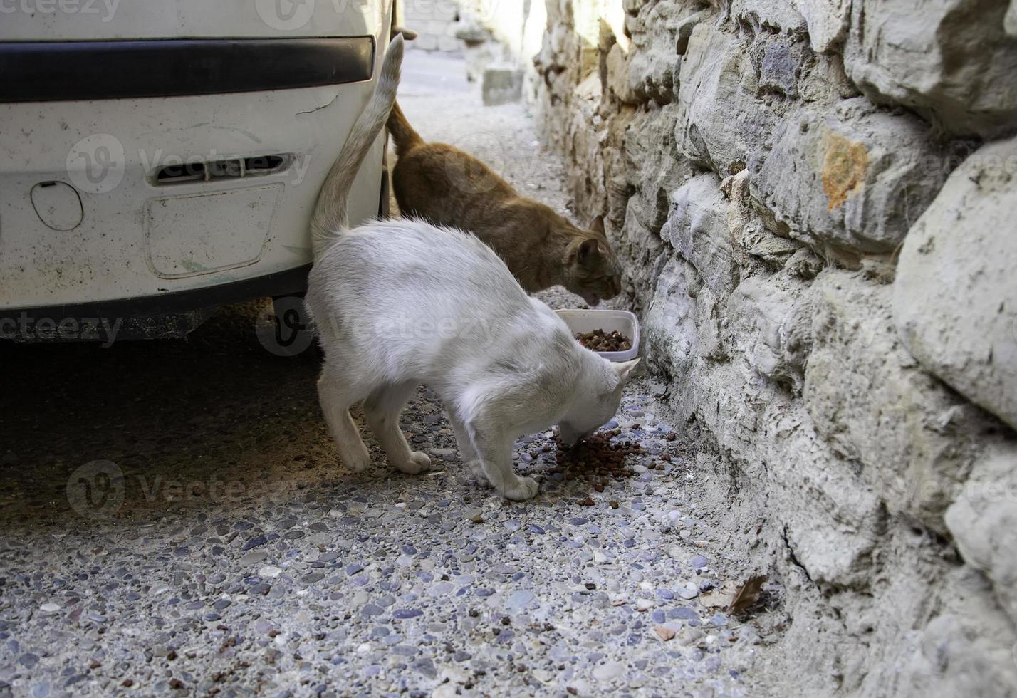 gatti randagi che mangiano per strada foto