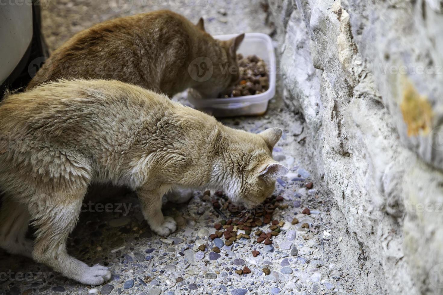 gatti randagi che mangiano per strada foto