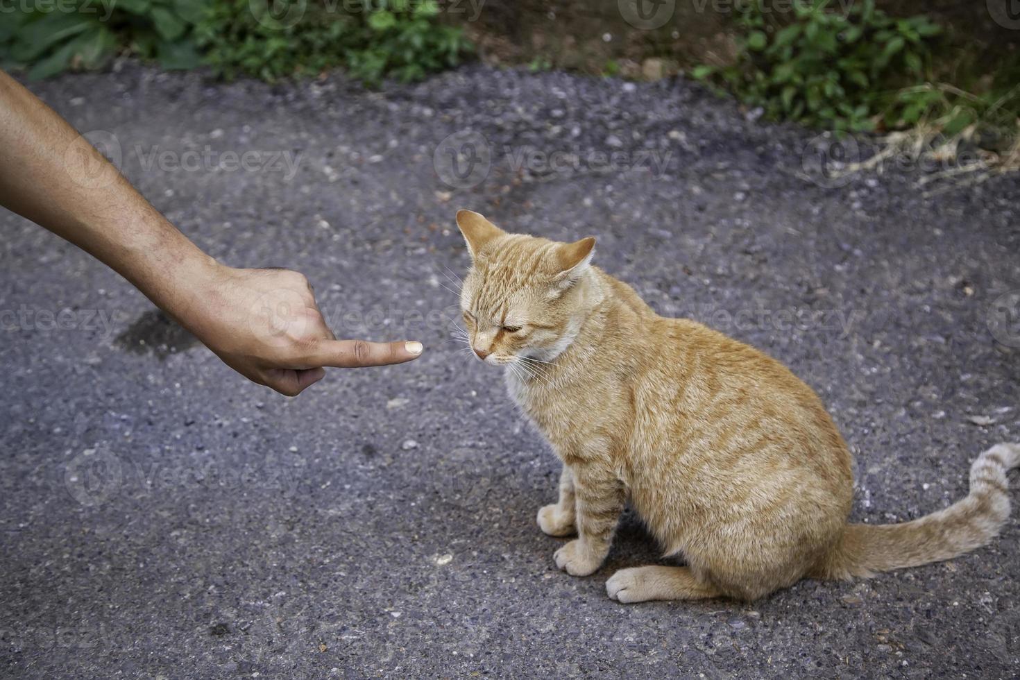 gatti di strada abbandonati foto