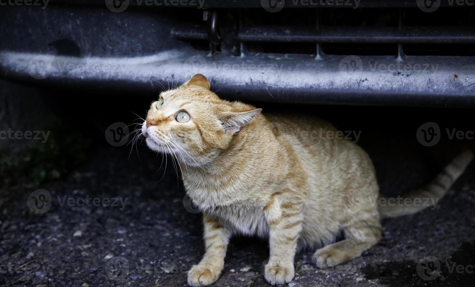 gatti di strada abbandonati foto