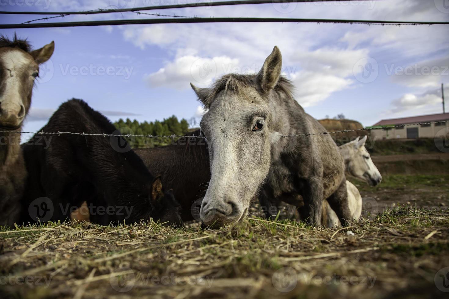 cavallo nella stalla foto