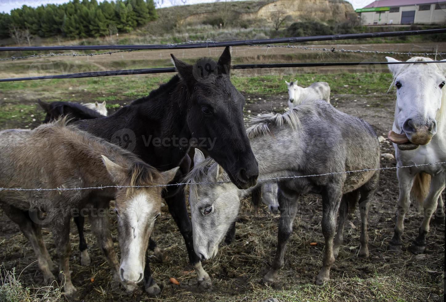 cavallo nella stalla foto