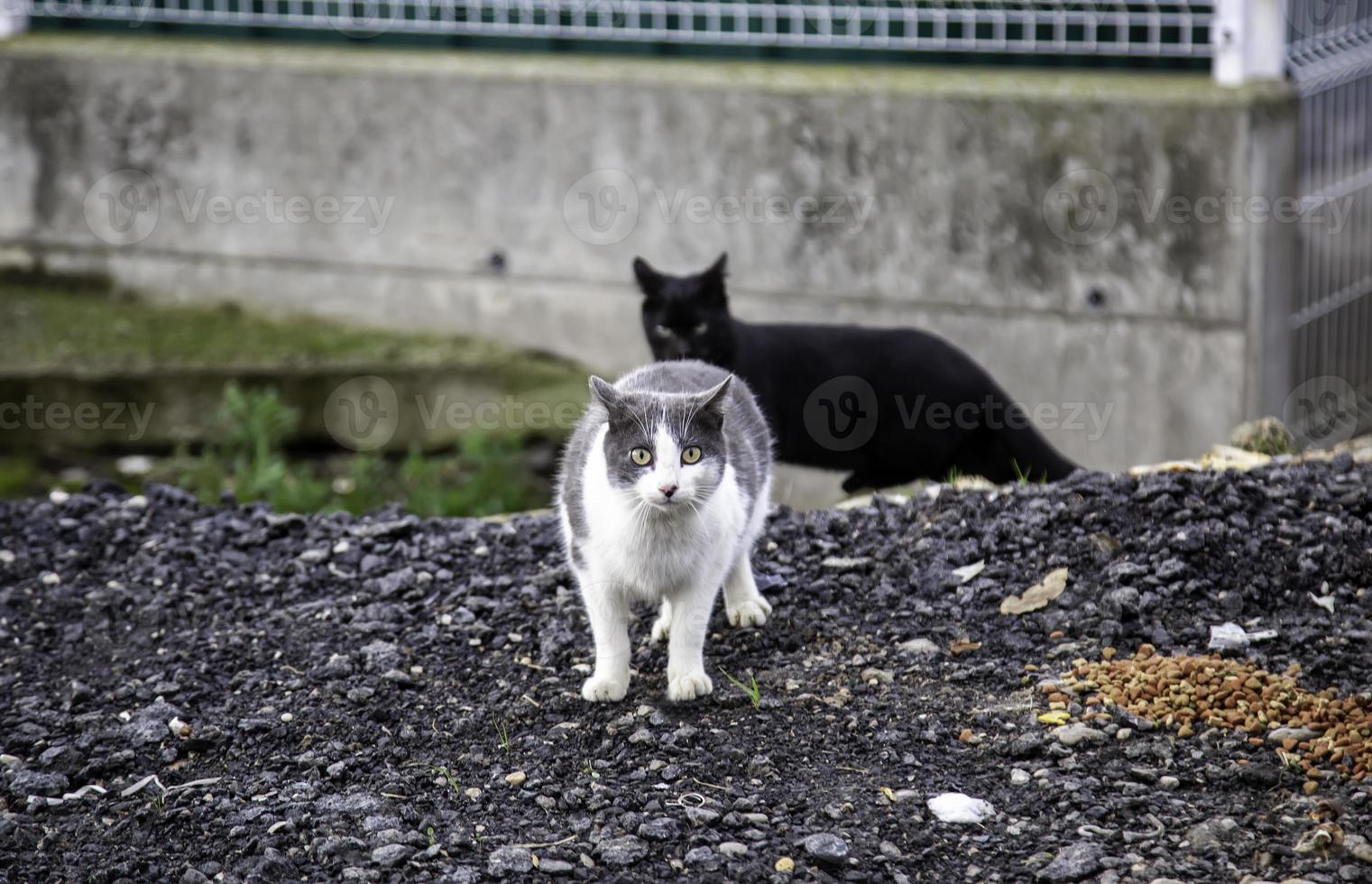 gatti randagi che mangiano per strada foto