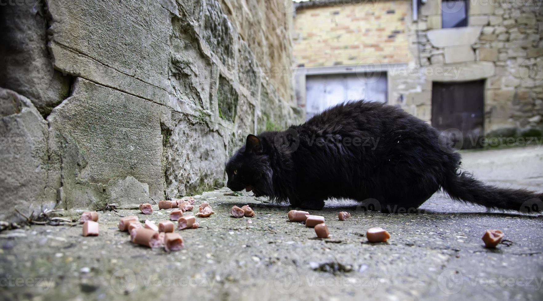 gatto nero senzatetto che mangia per strada foto