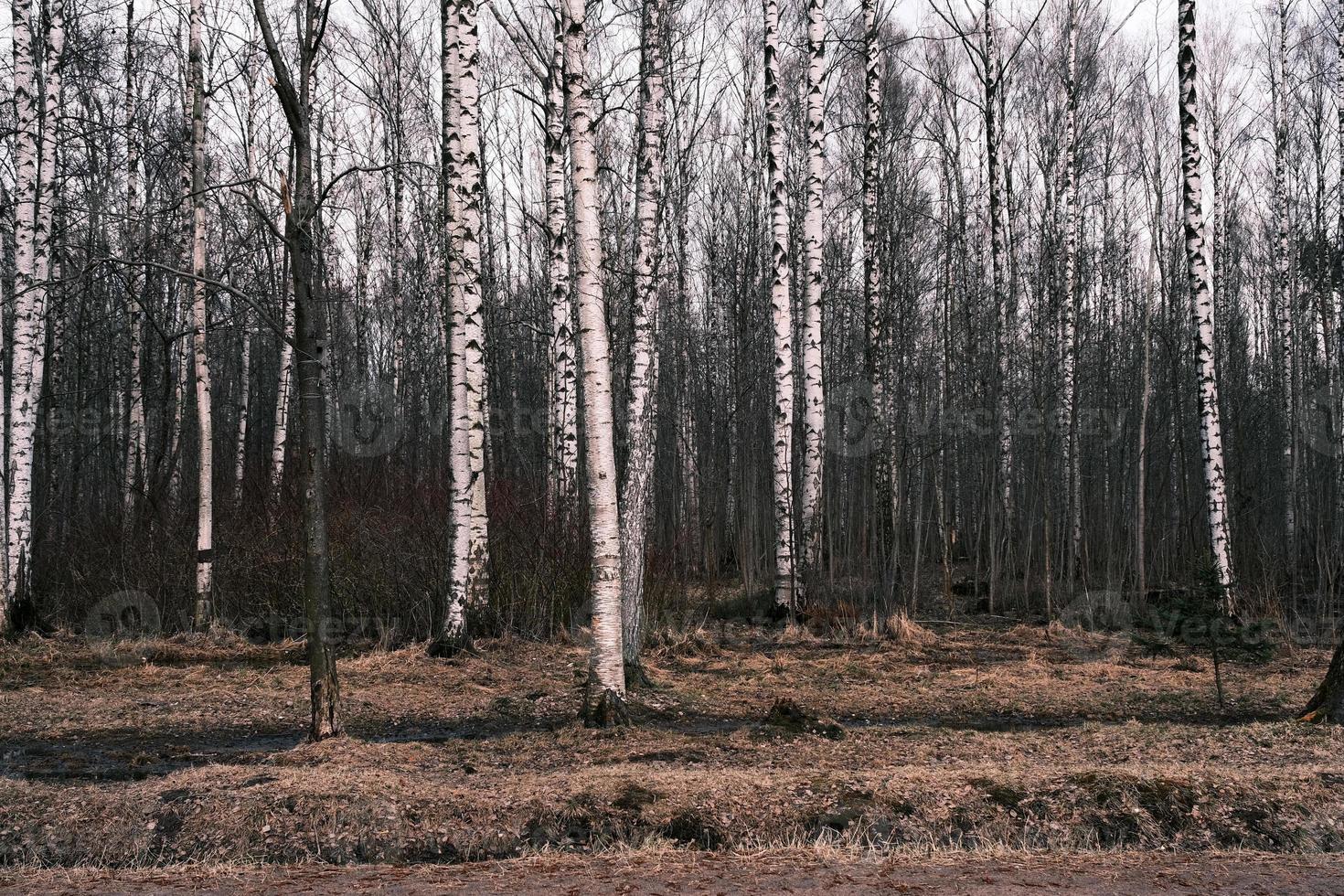 mistero panorama della foresta autunnale nella nebbia mattutina foto