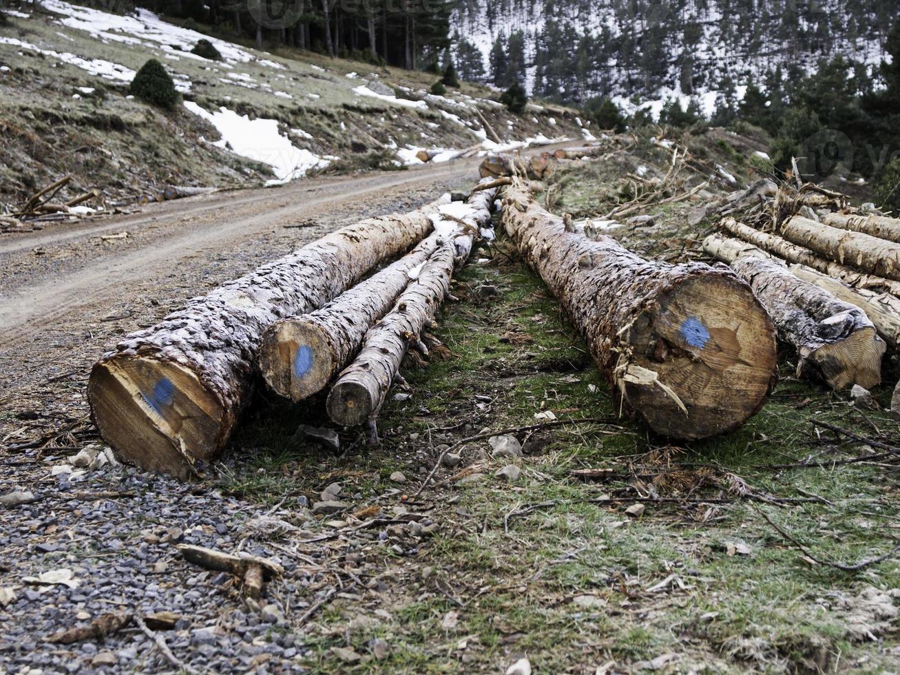 ruote per camion foto