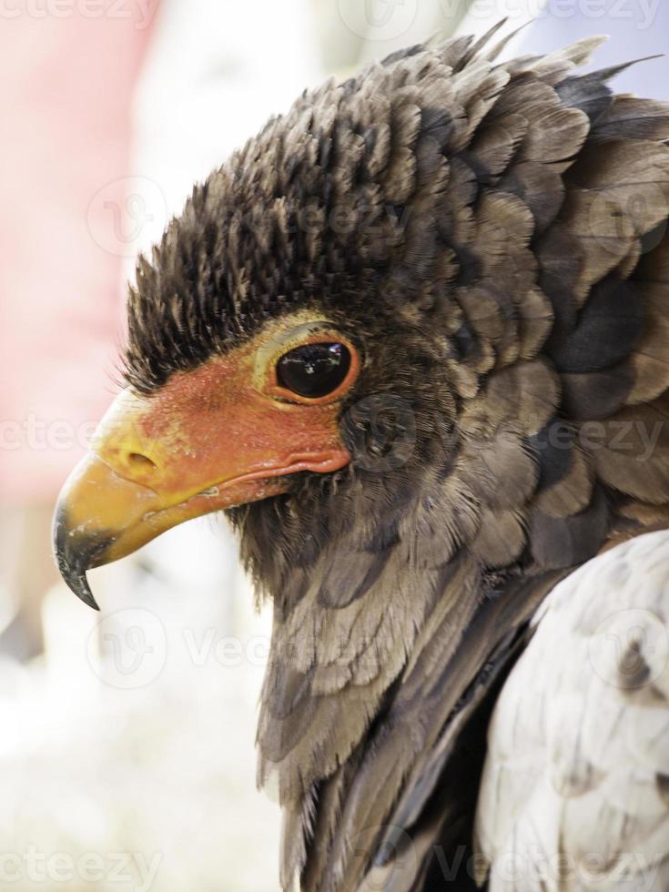 mostra di falconeria d'aquila foto