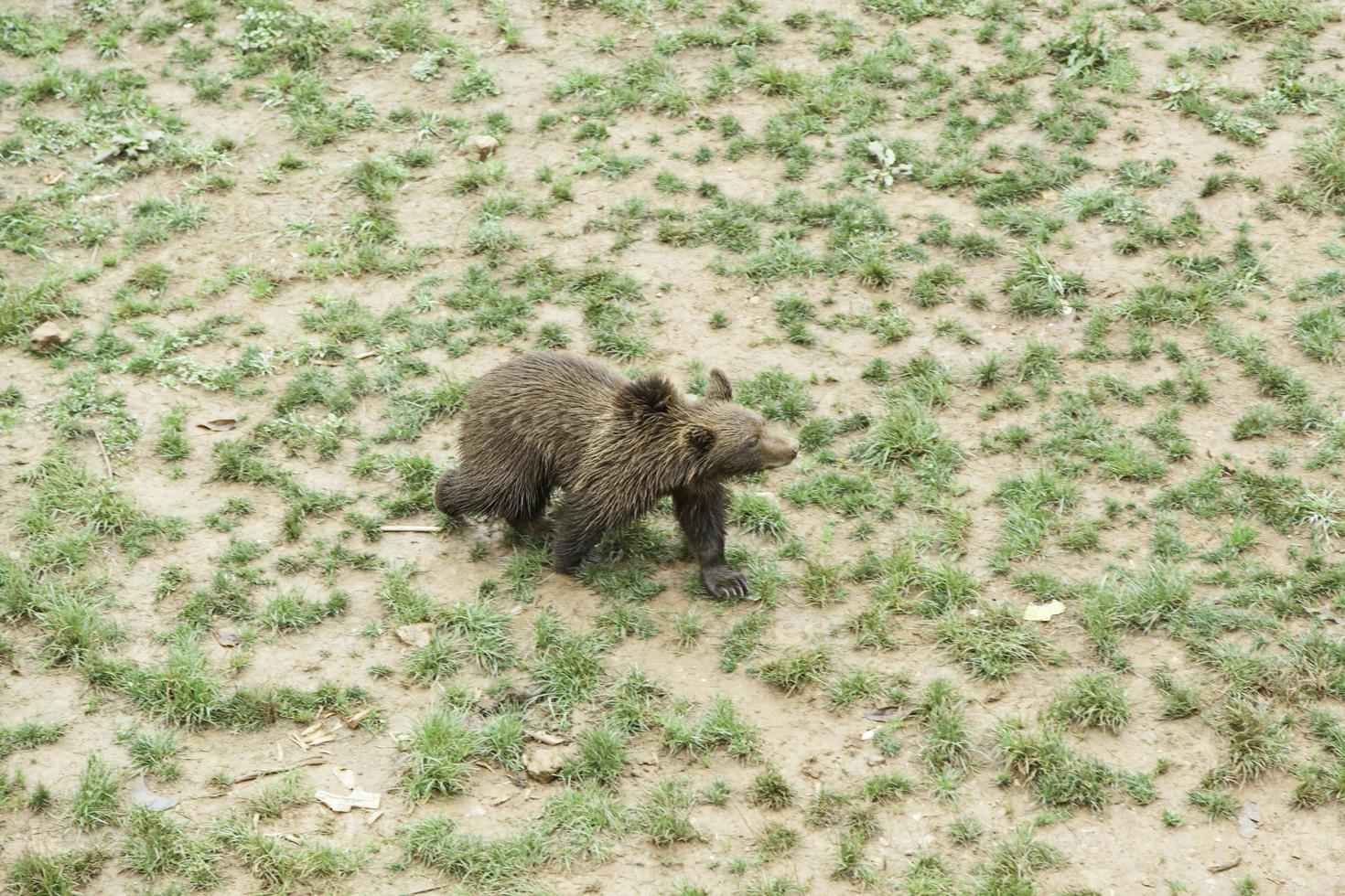 orsi allo zoo foto