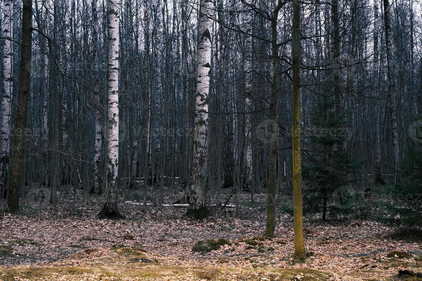 mistero panorama della foresta autunnale nella nebbia mattutina foto