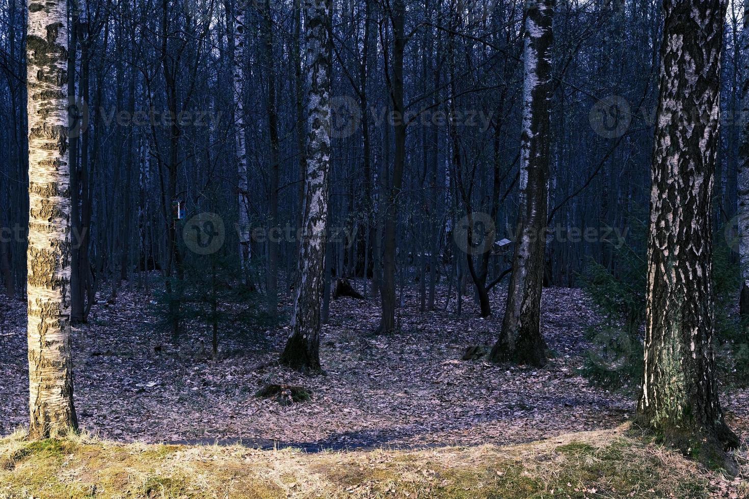 mistero panorama della foresta autunnale nella nebbia mattutina foto