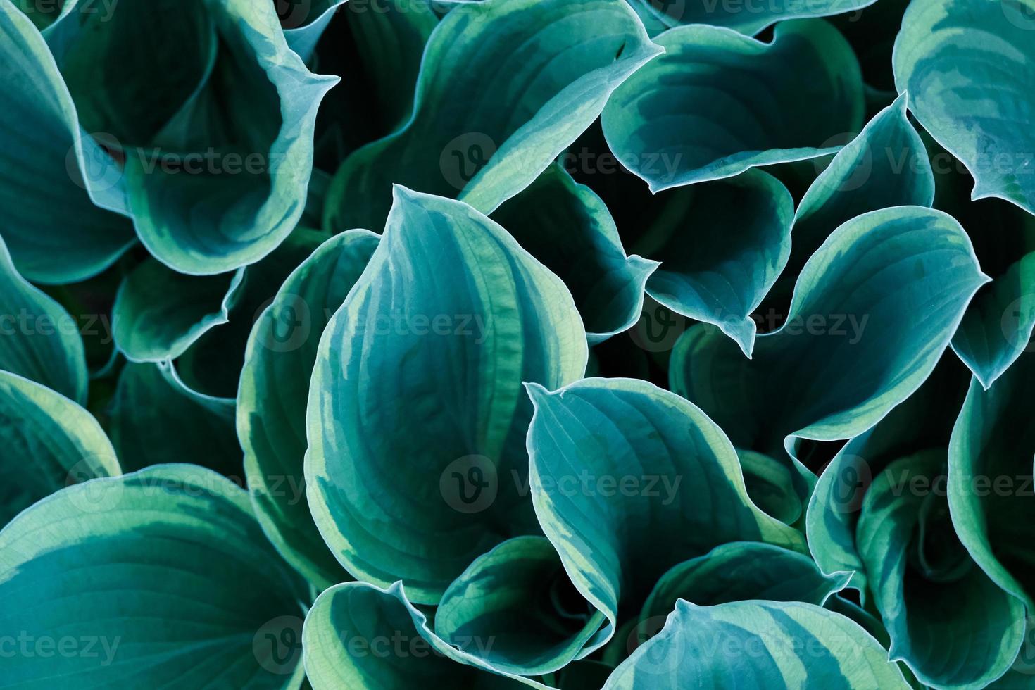sfondo con un primo piano di foglie di fiori di hosta del giappone blu e verde foto