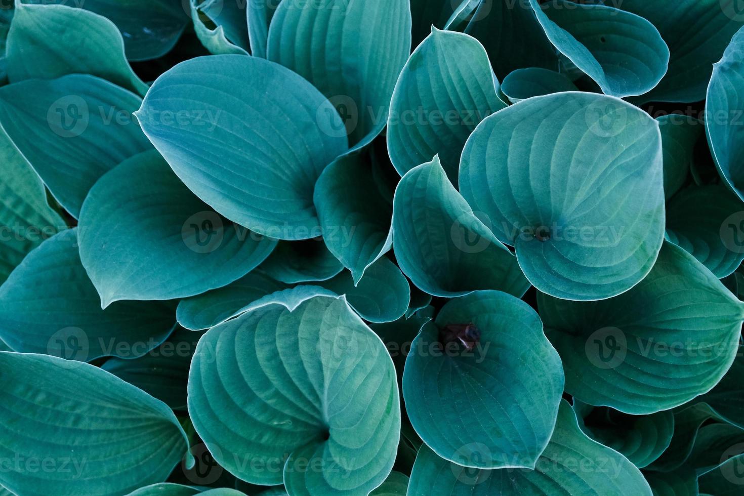 sfondo con un primo piano di foglie di fiori di hosta del giappone blu e verde foto