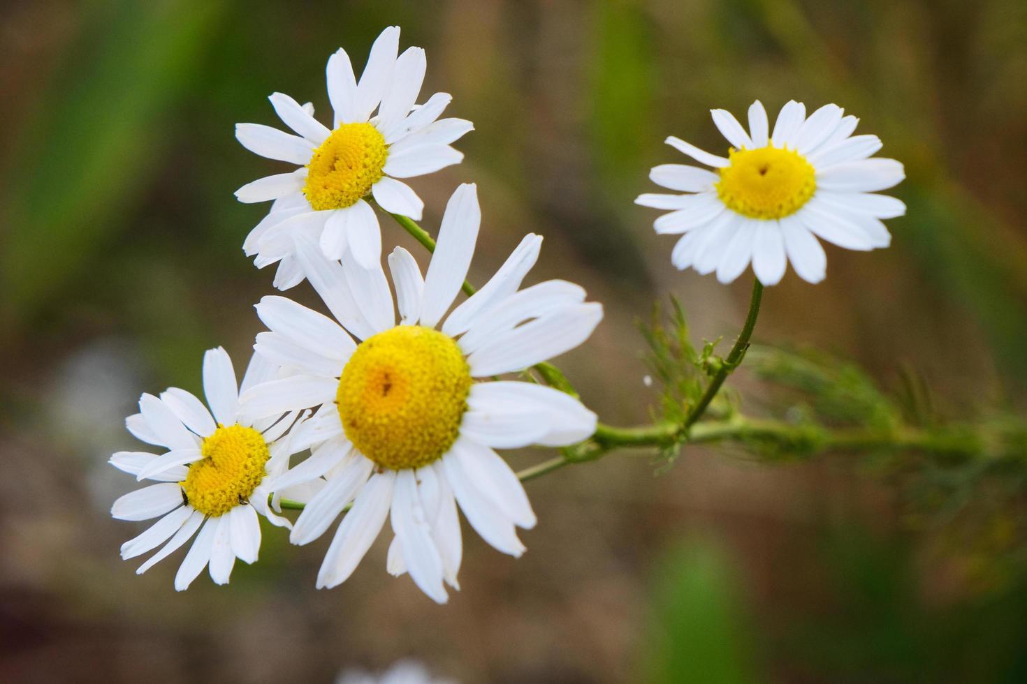 fiori gialli di camomilla in fiore con petali bianchi in un campo foto