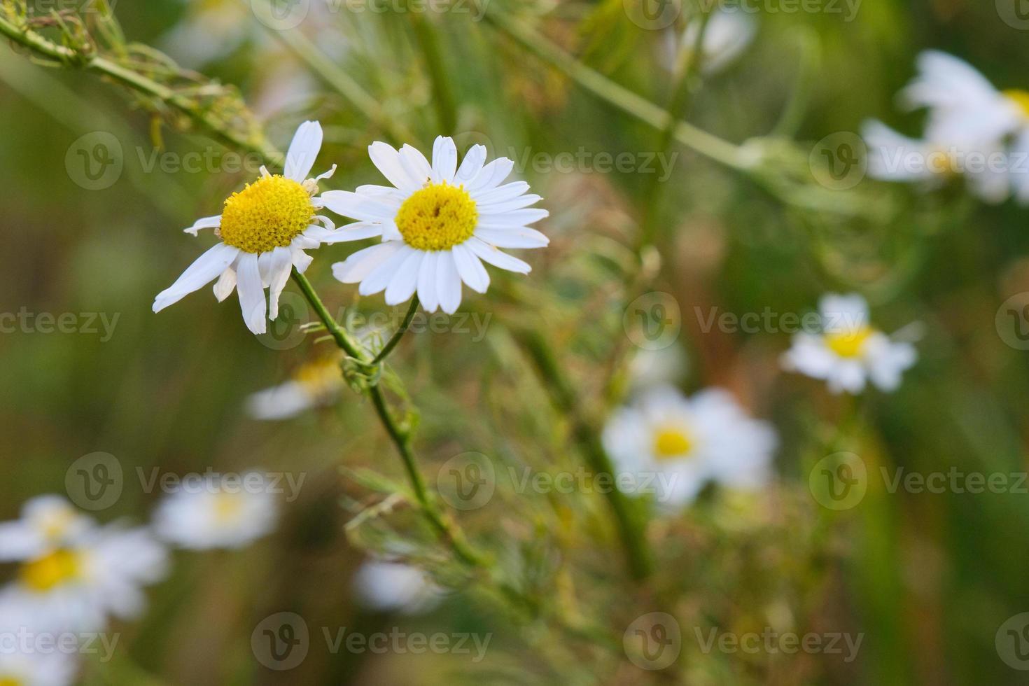 fiori gialli di camomilla in fiore con petali bianchi in un campo foto