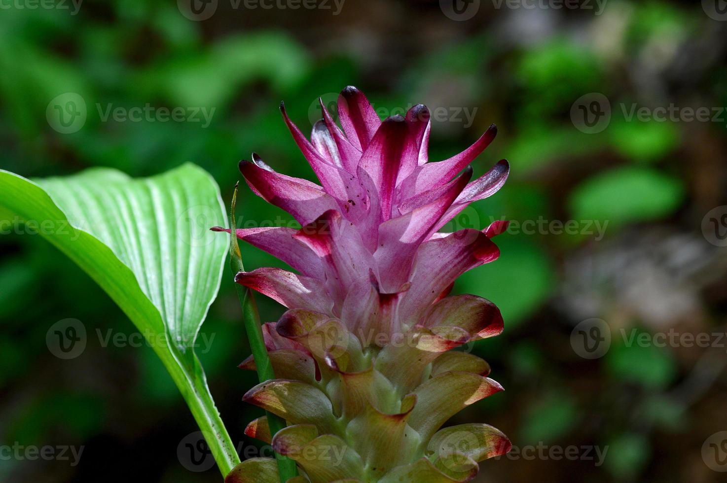 primo piano del fiore di curcuma nel campo dell'azienda agricola foto