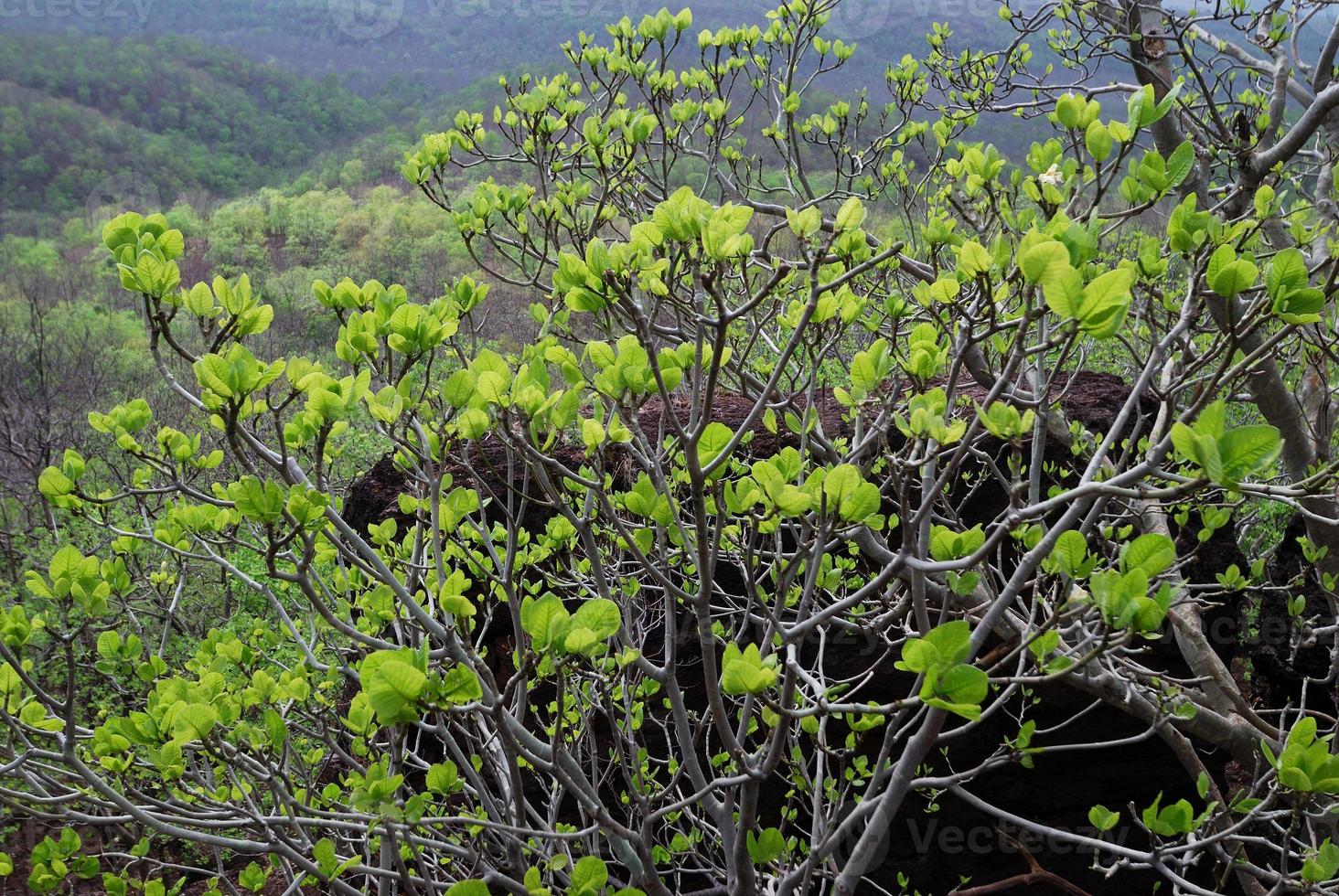 bellissimo paesaggio con alberi foto