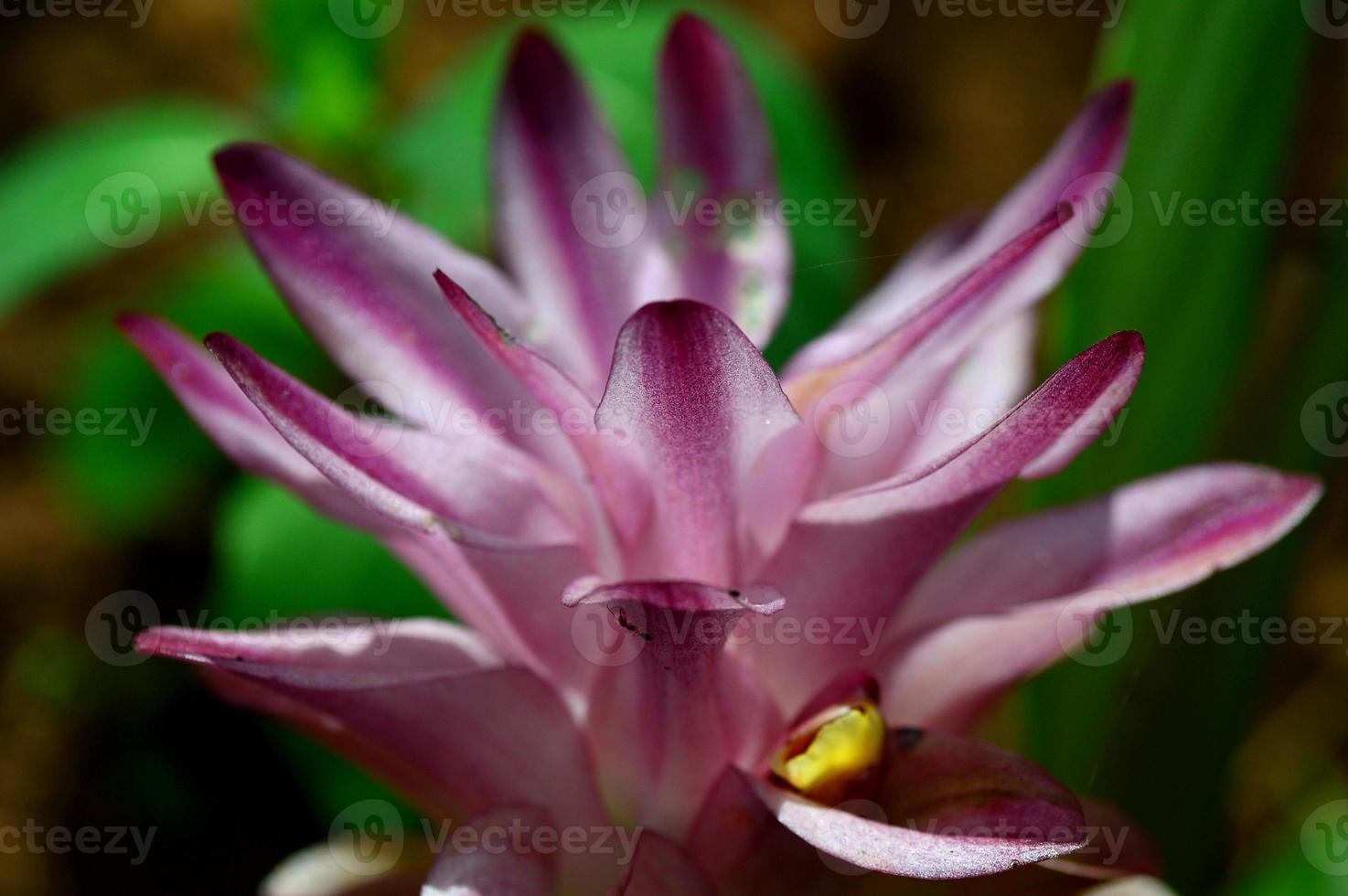 primo piano del fiore di curcuma nel campo dell'azienda agricola foto