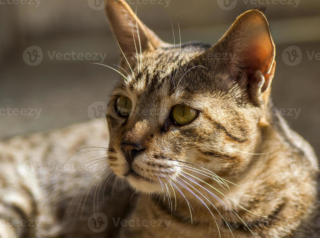 ritratto ravvicinato di un gatto domestico foto