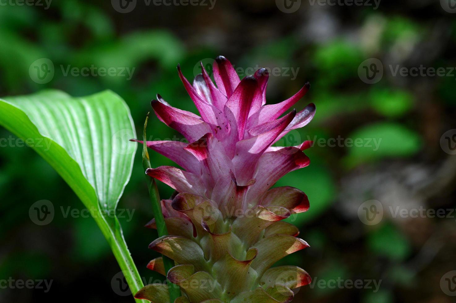 primo piano del fiore di curcuma nel campo dell'azienda agricola foto