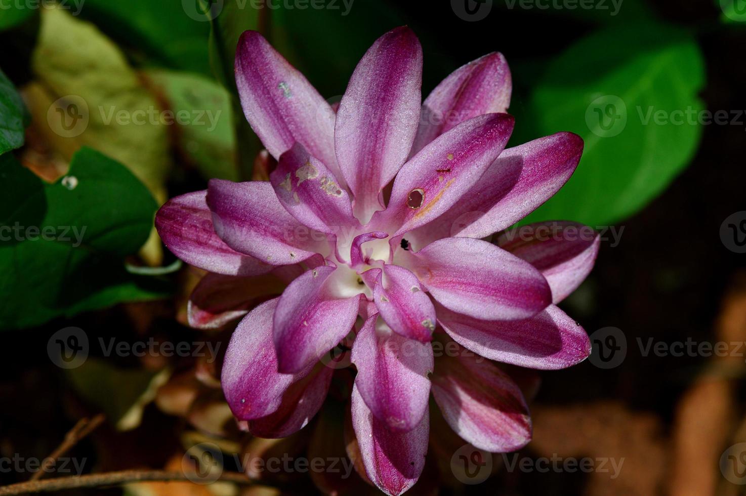 primo piano del fiore di curcuma nel campo dell'azienda agricola foto