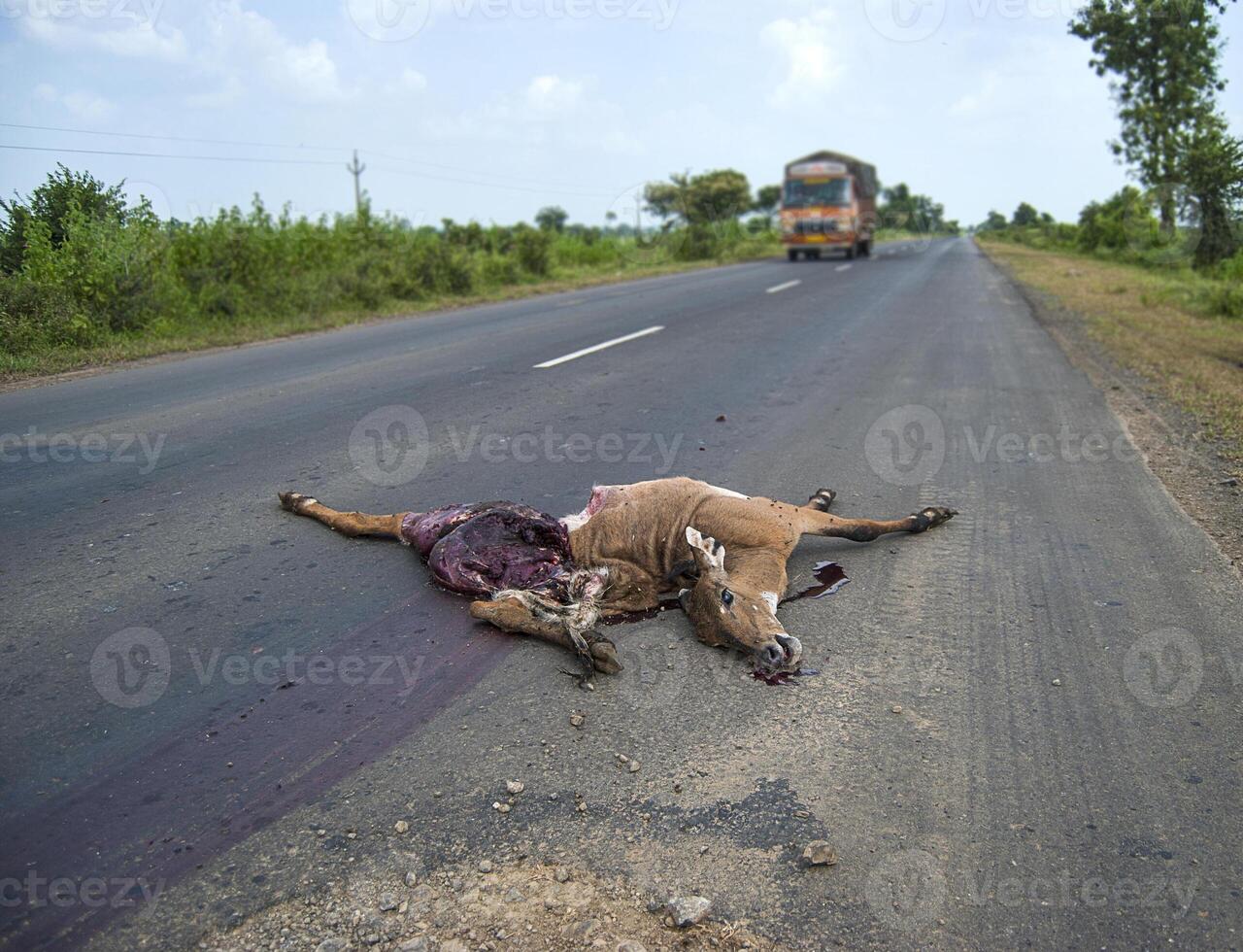 animale morto sulla strada investito da un veicolo, guidare con prudenza, incidente foto