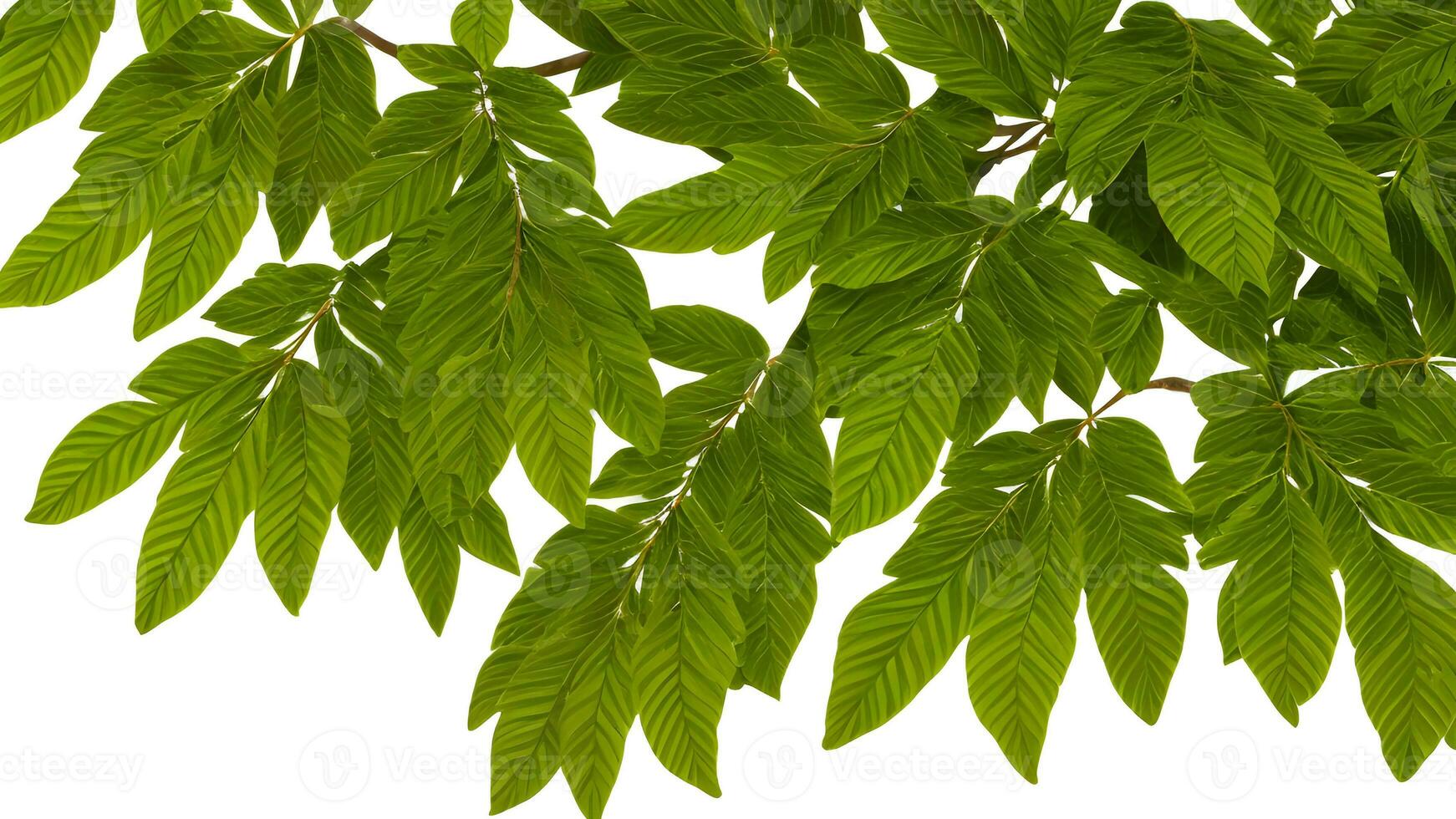 tropicale verde le foglie su bianca fondale per sfondo. ai generativo foto