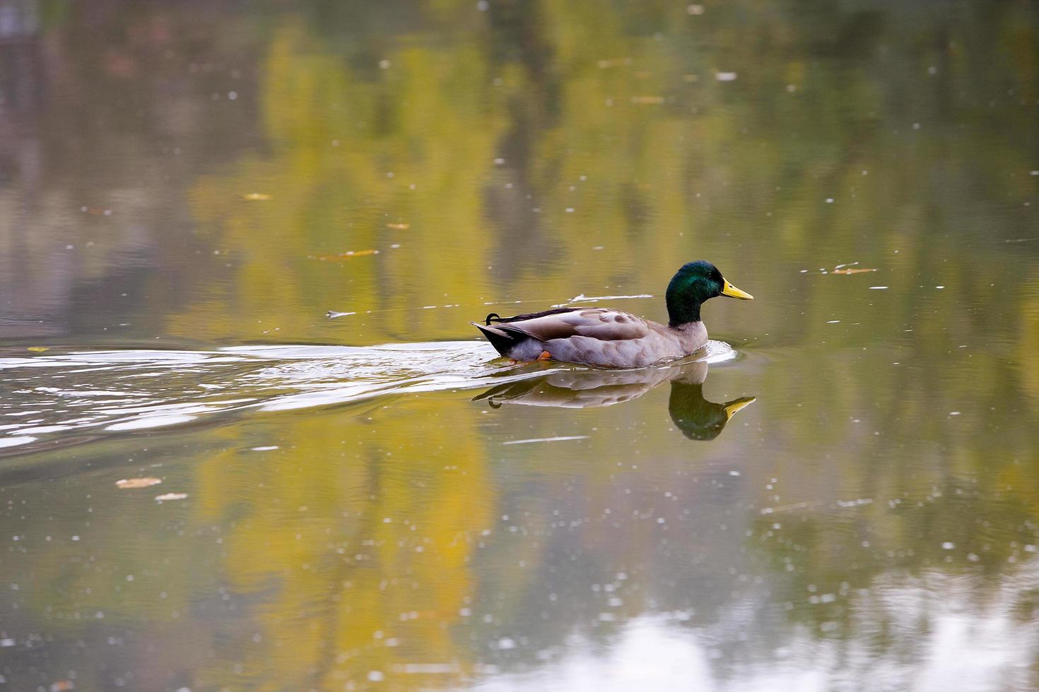 anatre che nuotano sul fiume Lot in francia foto