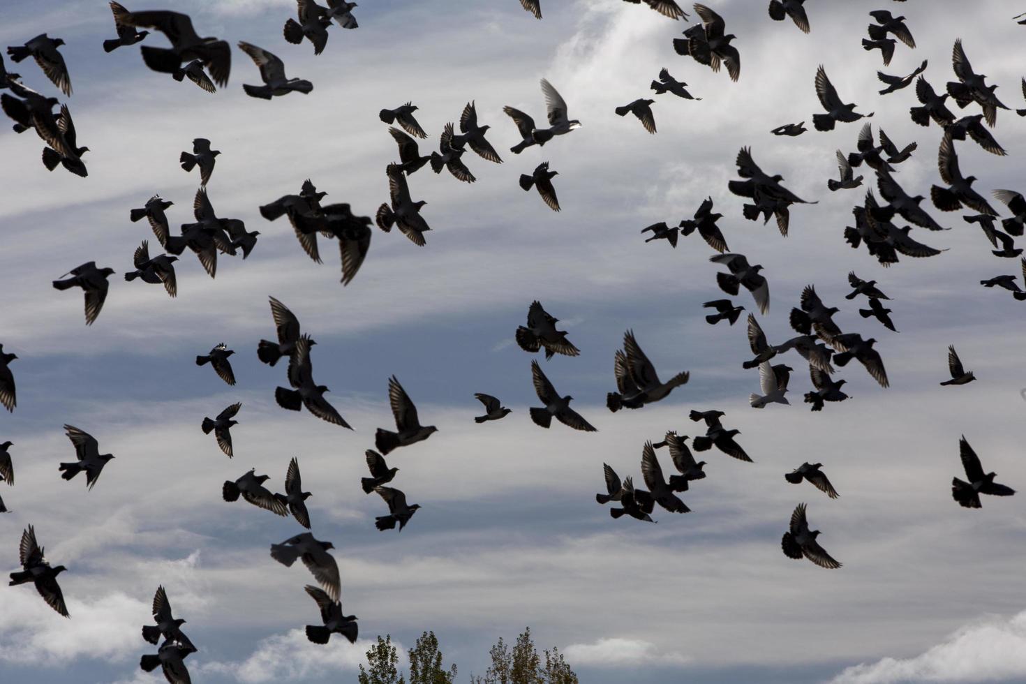 volo di piccioni sopra la città di garray, provincia di soria, castilla y leon, spagna foto