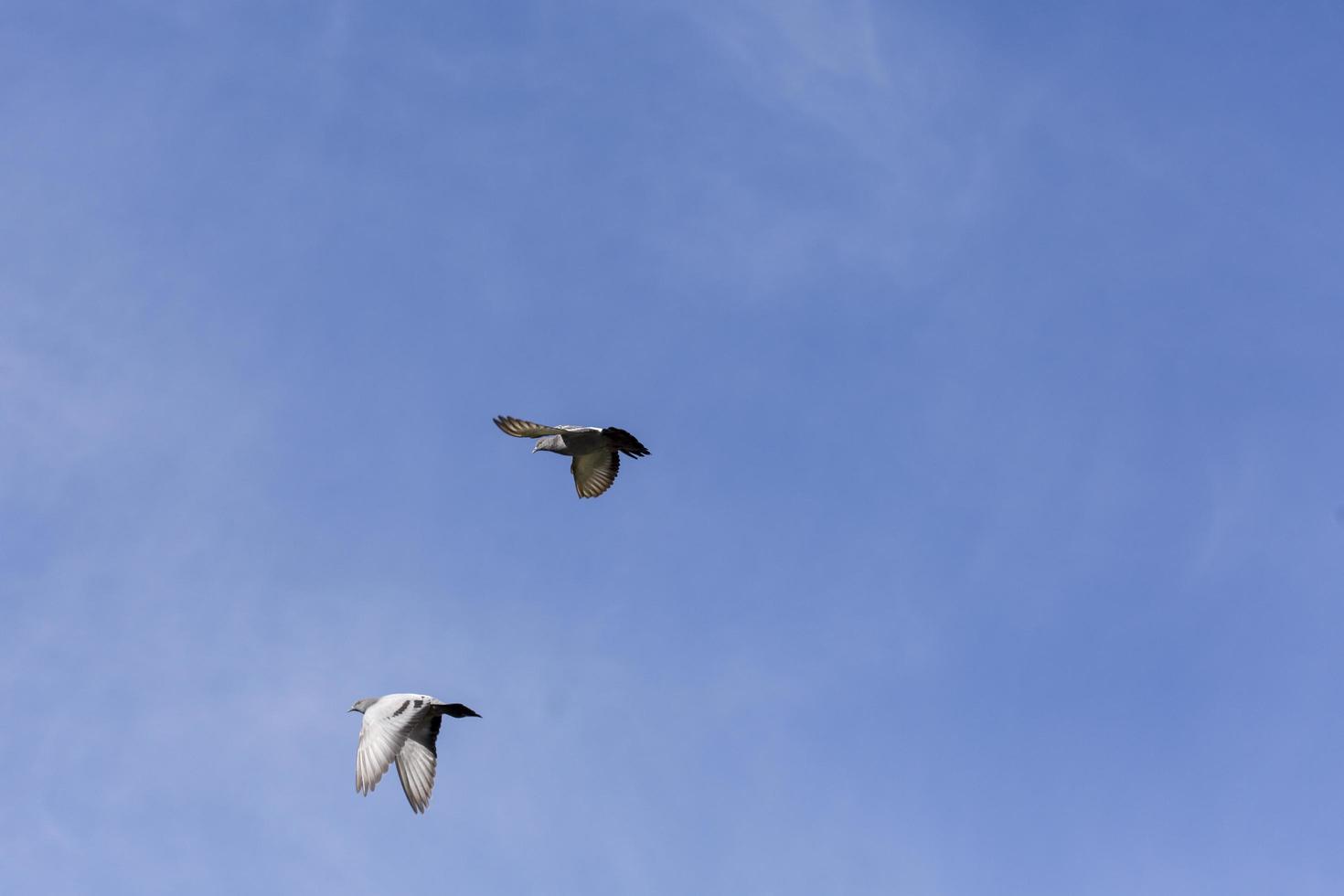 volo di piccioni sopra la città di garray, provincia di soria, castilla y leon, spagna foto