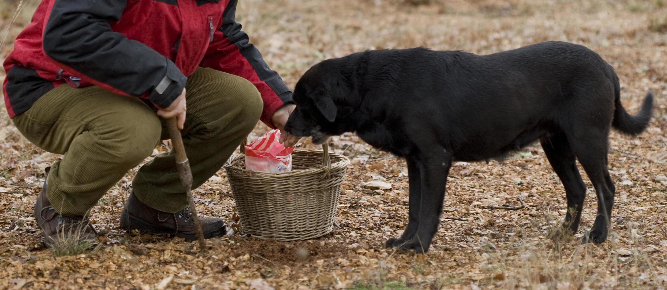 raccolta di tartufo nero con l'aiuto di un cane a lalbenque, francia foto